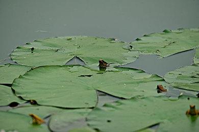 未来10年SNK想要成为全球十大发行商 在新加坡成立工作室